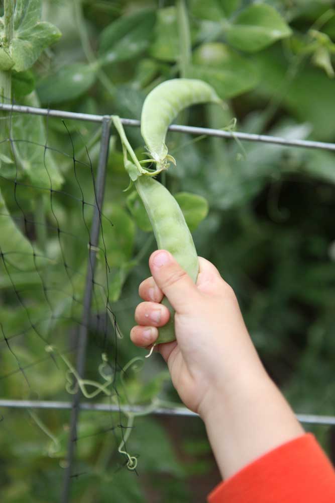 A small hand reaching out to pick a string of peas.